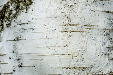 Texture of birch bark for the background