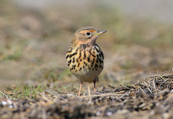 A  red-throated pipit (Anthus cervinus) female sits on the ground among the grass and looks at the camera. Close upand detailed photo