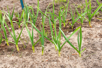 Young green garlic growing in the garden. Spring harvest. Rows in the ground.