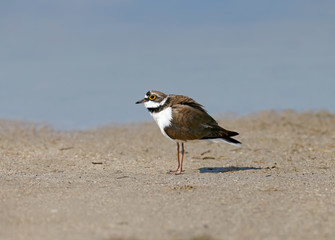 A male little ringed plover in  breeding plumage standing in the sand near the blue waters of the sea