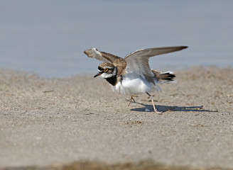 A male little ringed plover in  breeding plumage standing in the sand near the blue waters of the sea