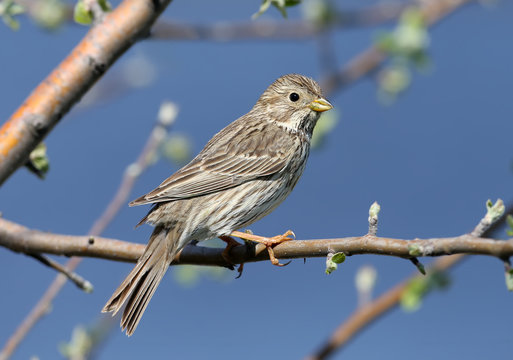 The corn bunting (Emberiza calandra) Sitting on a branch against a bright blue sky. A detailed and close-up of a photo