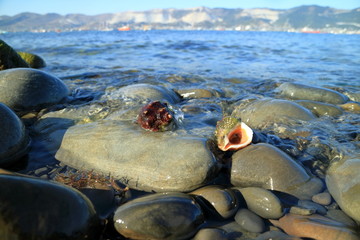 Seashell on the beach.