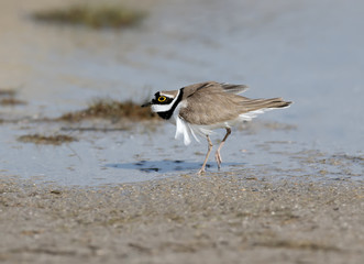 A male little ringed plover in  breeding plumage walking on the sand close up photo