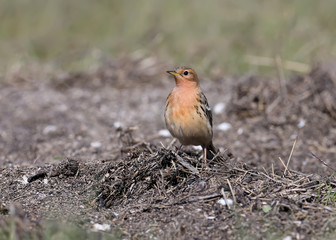 A  red-throated pipit (Anthus cervinus) male sits on the ground among the grass and looks at the camera. Close up of the photo