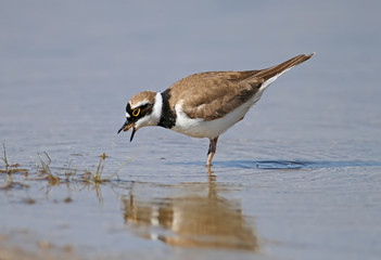A little ringed plover keeps a beak and eats a small shrimp in a blue water