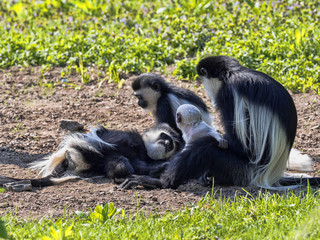 The family Mantled guereza, Colobus guereza, with a white colored baby