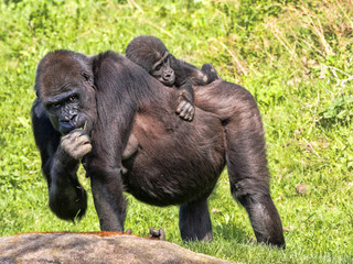 The Western Lowland Gorilla, Gorilla g. gorila, wears a cub on her back
