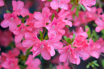 Blossoming pink azalea close up