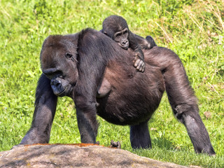 The Western Lowland Gorilla, Gorilla g. gorila, wears a cub on her back
