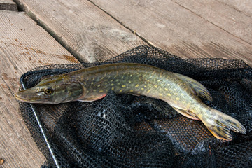 Close up view of big freshwater pike lies on black fishing net..