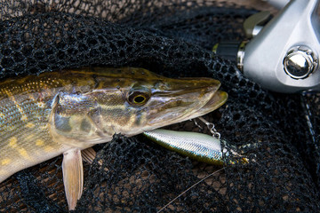 Freshwater pike with fishing lure in mouth and fishing equipment lies on black fishing net..