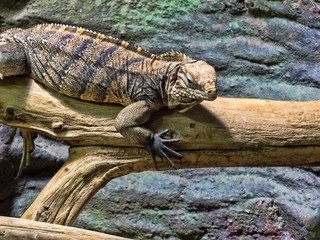 Cuban Ground Iguana, Cyclura n.nubila, lives only in Cuba
