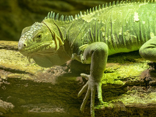 Lesser Antillean Iguana, Iguana delicatissima is on the farm to eat