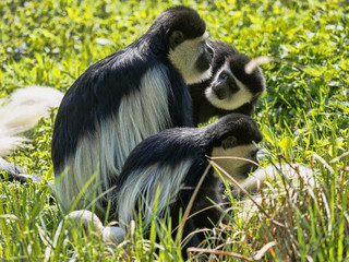 The family Mantled guereza, Colobus guereza, with a white colored baby