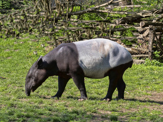Asian tapir, Tapirus indicus, looking for food