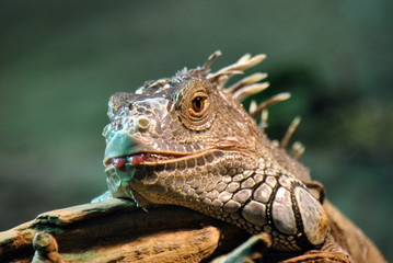 A close-up of an iguana chilling in the warmth of a light
