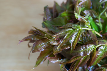 Closeup of Toona sinensis. Trees, food.