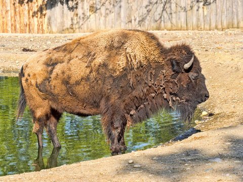 Bison, Bison bison, the largest American ungulate
