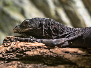 Black tree monitor, Varanus beccarii, is a slender tree lizard