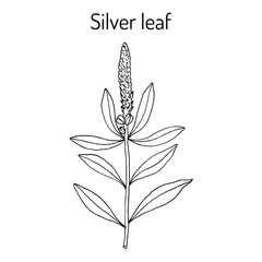 Silver leaf Stillingia sylvatica , or Queen s delight, Yaw root., medicinal plant
