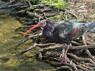 Naklejka premium Glossy Ibis, Plegadis falcinellus, threatened with extinction