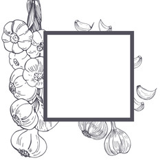 Vector frame with hand drawn  garlic. Sketch illustration