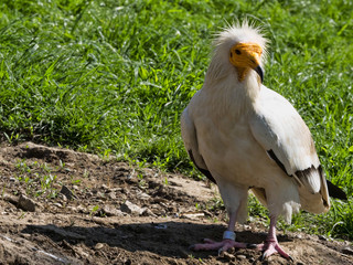 The Egyptian vulture, Neophron percnopterus, is a smaller crayfish bird