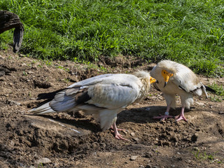 The Egyptian vulture, Neophron percnopterus, is a smaller crayfish bird