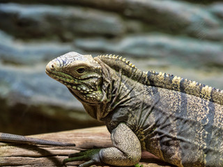 Cuban Ground Iguana, Cyclura n.nubila, lives only in Cuba
