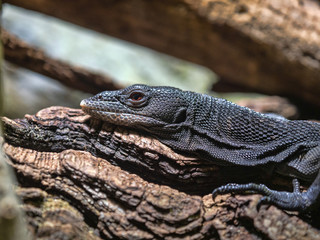 Black tree monitor, Varanus beccarii, is a slender tree lizard