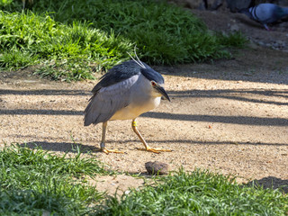 Black-crowned Night Heron, Nycticorax nycticorax, fish mostly at night