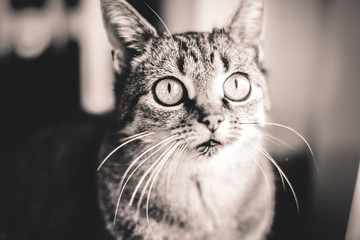 Chat domestique avec yeux globuleux grand ouvert