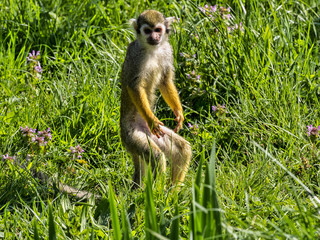 Common squirrel monkey, Saimiri sciureus, is looking for food in the stand