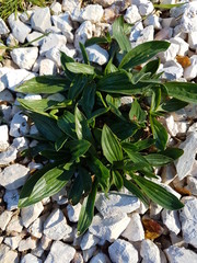 Planta entre grava blanca