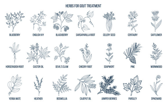 Collection of natural herbs for gout treatment