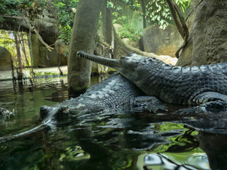 Gharial, Gavialis gangeticus, stands out with a very long jaw