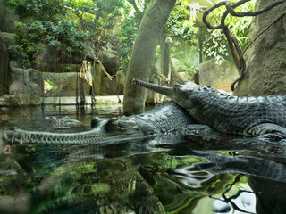 Gharial, Gavialis gangeticus, stands out with a very long jaw