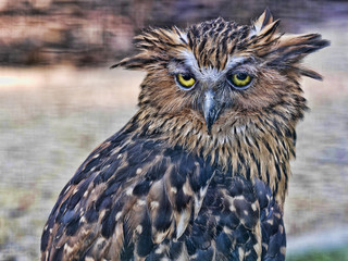 Portrait of Buffy Fish-owl, Ketupa ketupu