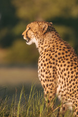 African cheetah, Masai Mara National Park, Kenya, Africa. Cat in nature habitat. Greeting of cats (Acinonyx jubatus)	