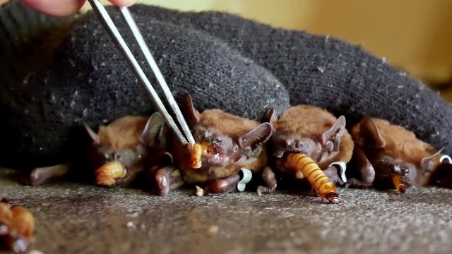 Bats eat worms after winter hibernation. A zoologist in black gloves feeds flittermouse with handkerchiefs