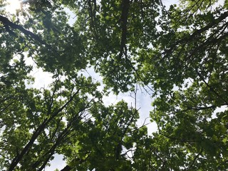 Look at the sky from the forest