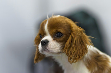 Cavalier King Charles Spaniel is a breed of companion dogs, a sm