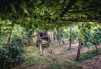 vineyard in Napareuli city in Georgia