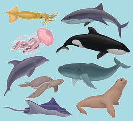 Collection of sea animals, marine fish and creatures squid, jellyfish, whale killer, tortoise, fish, stingray, seal vector Illustrations