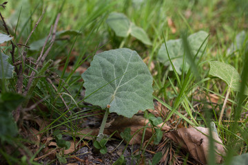 Blatt des Huflattichs nach der Blüte