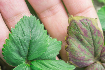 strawberry leaves infected