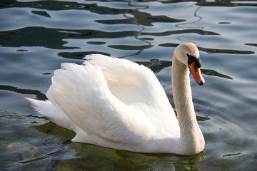 close portrait of white swan in a lake