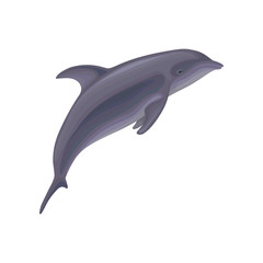Dolphin jumping, marine mammal, inhabitant of sea and ocean vector Illustration on a white background