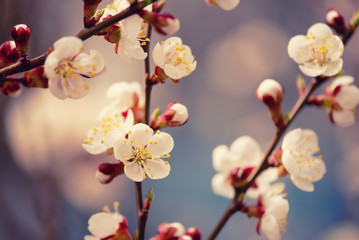 Blossoming of the apricot tree in spring time with white beautiful flowers. Macro image with copy space. Natural seasonal background.